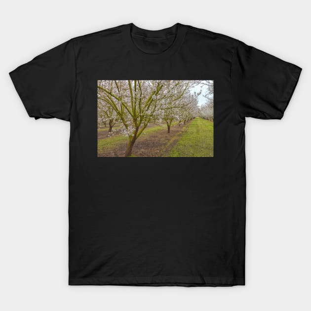 Almond Blossoms T-Shirt by jvnimages